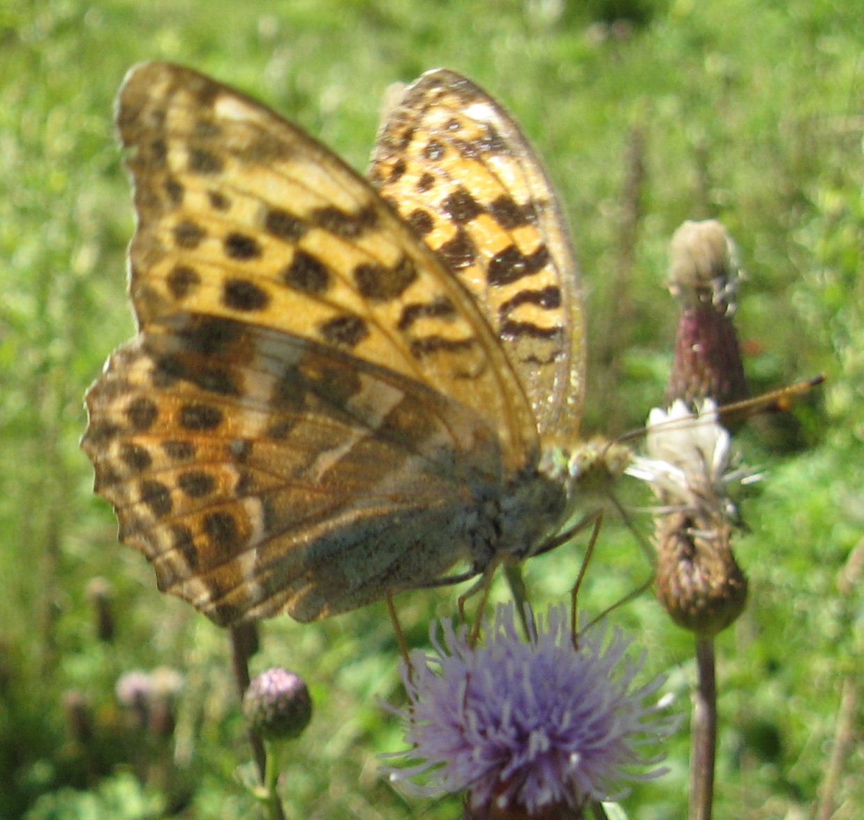 Lepidotteri Pian Gembro